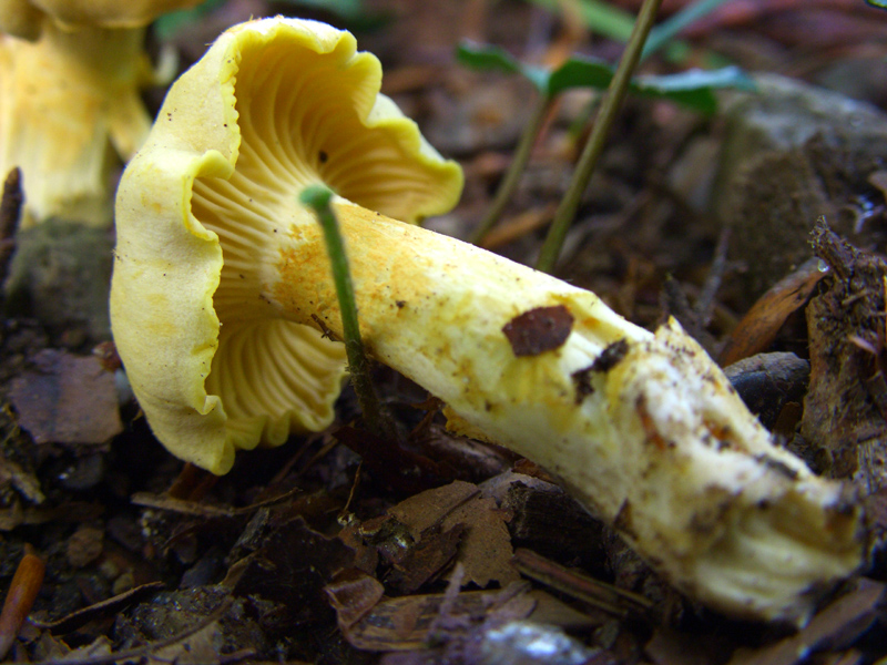 cantharellus cibarius?